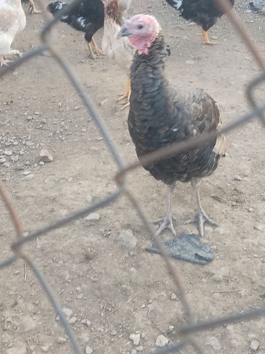 Продам иньдюка самец