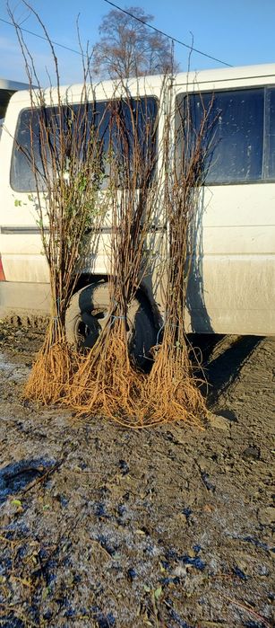 2023 puieți salcâm frasin carpen stejar fag paltin mesteacan tei