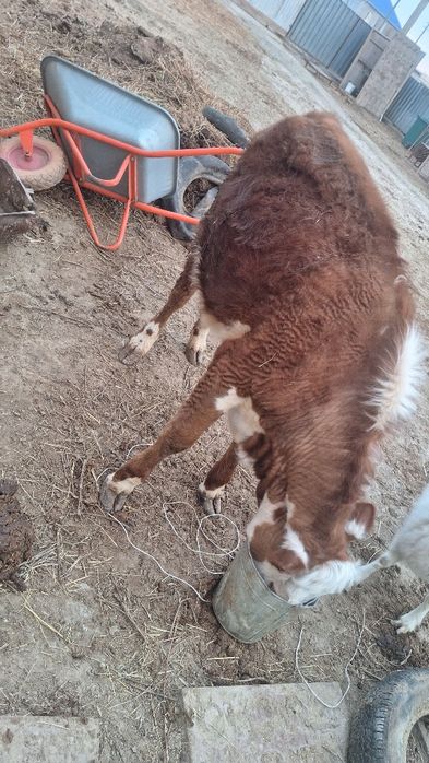 Сиыр ешкі  көрген дер бар ма