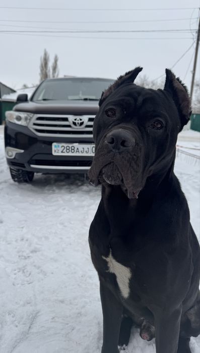 Кане корсо 350000тг