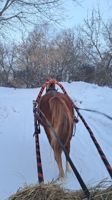 Кобыла 6 лет. Обучена вкруг