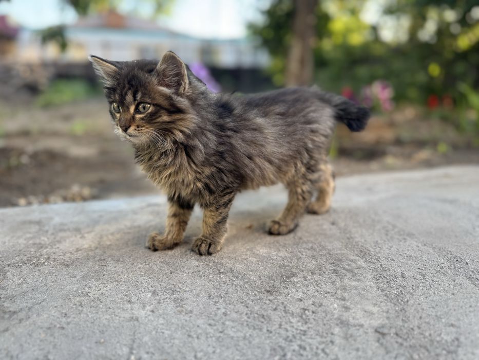 Отдам котенка в добрые руки (девочка)