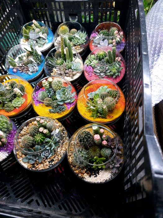 Стильный флорариум с кактусами