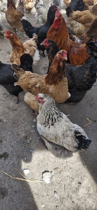 Инкубационные яйца