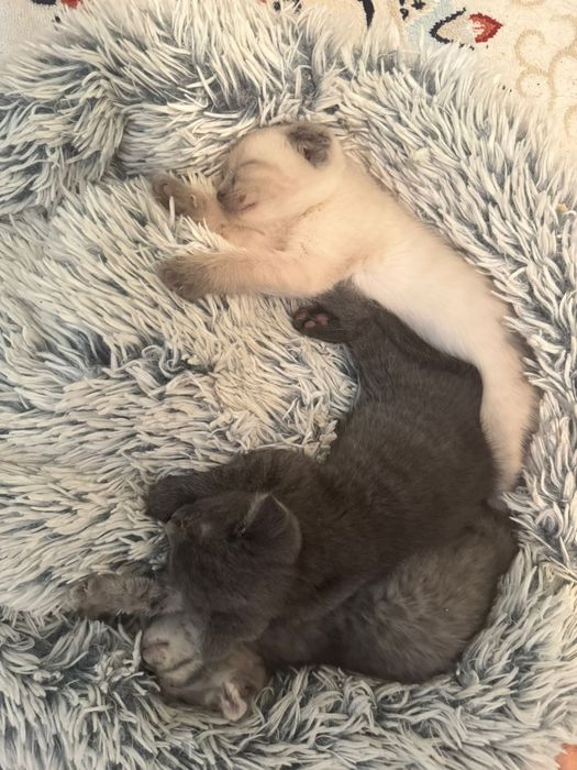 Шотланскый висолухый мысык