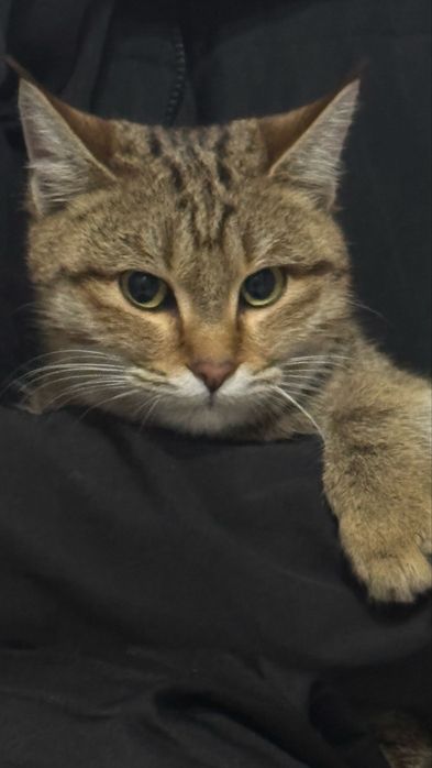 Срочно отдам хорошие руки