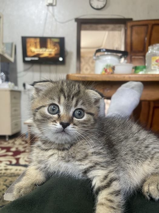 катятки здоровые умные папа британец длиннашерсный мама вислоухая