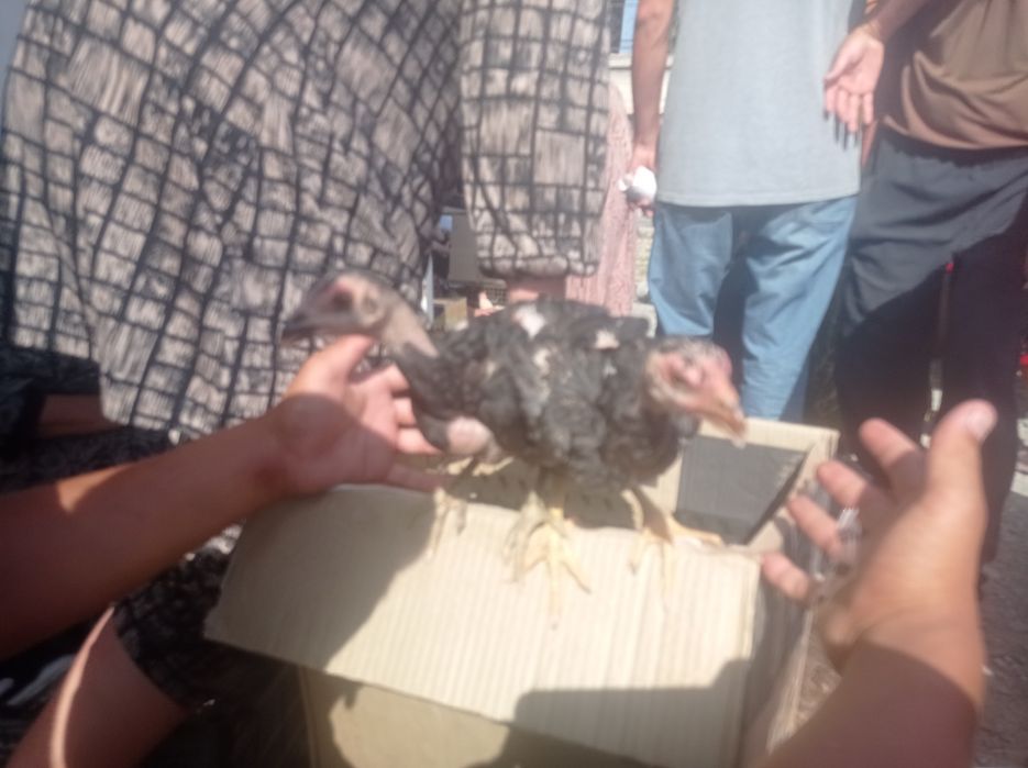 Joʻjalar sotiladi zoti madakaskar kelishamiz