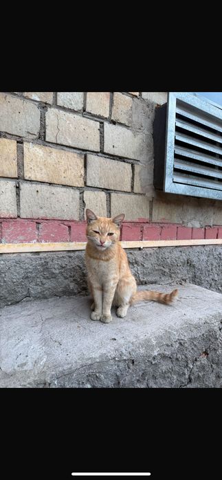 Котик ищет дом . Кастрирован , ласковый