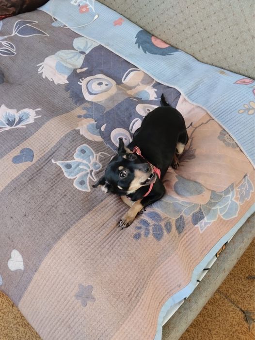 Собака, русский  терьер