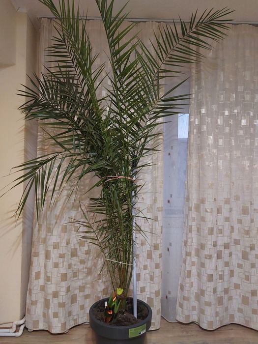 Palmier Phoenix Canariensis ornamentale