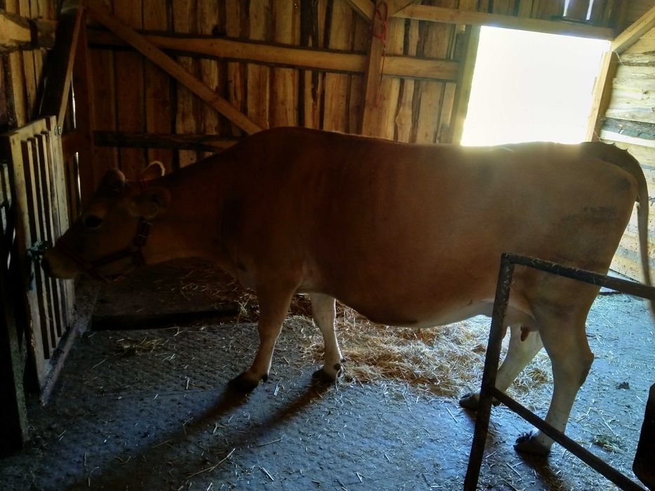 Vacã rasa Jersy cu lapte foarte gras