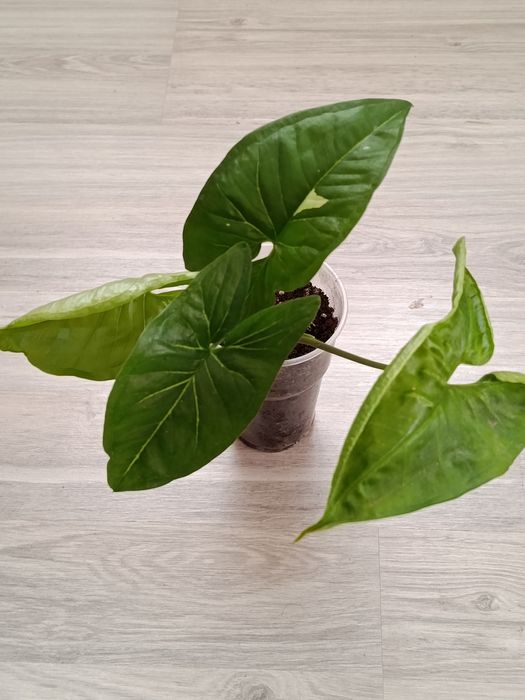 Продам комнатные цветы