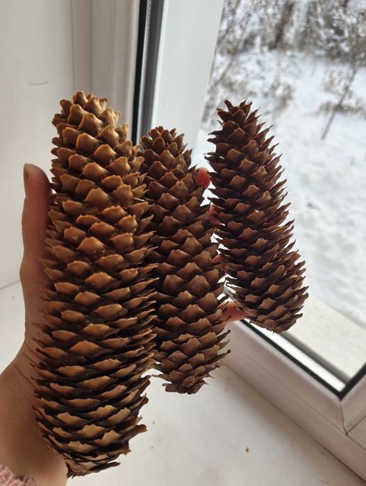 Еловые шишки для украшений