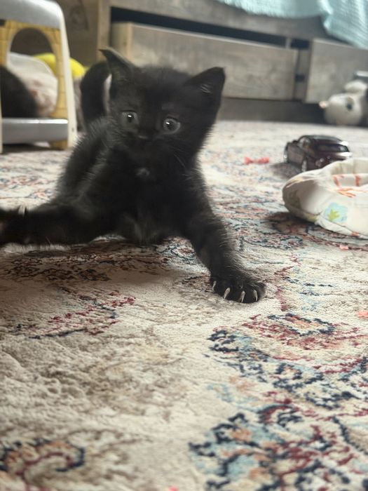 Котята вислоухие митисы