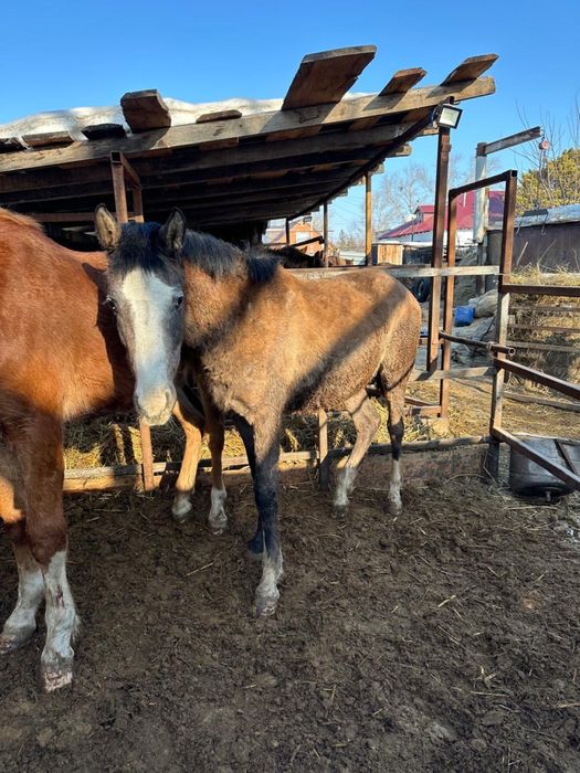 Продаются лошади