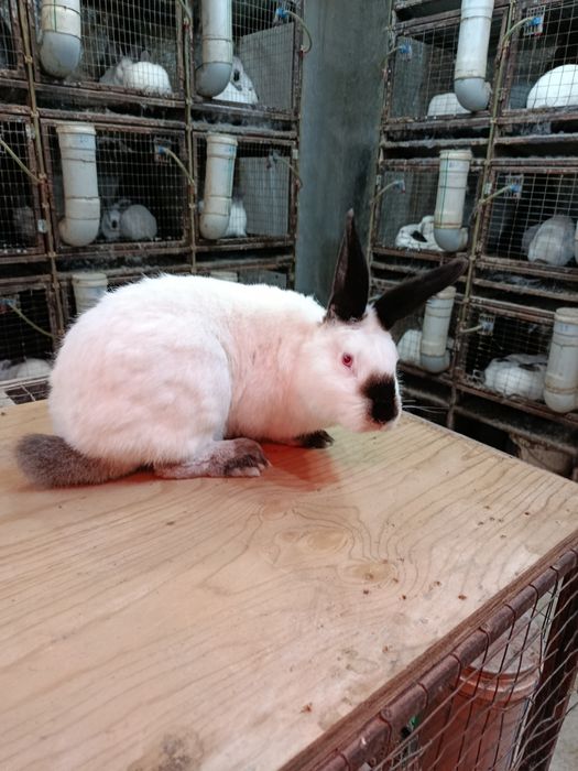 Крол, самец Калифорния