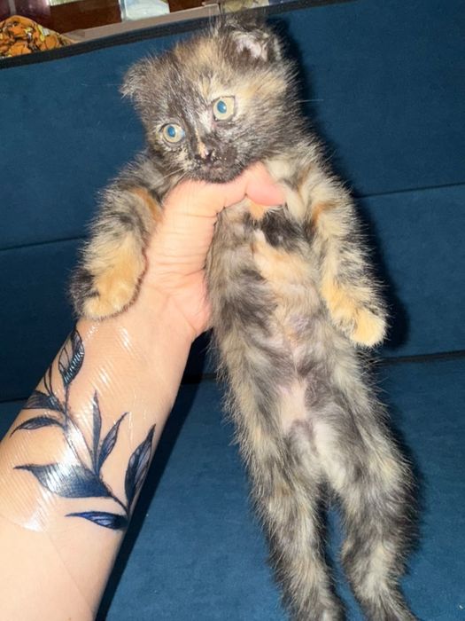 Вислоухие котята