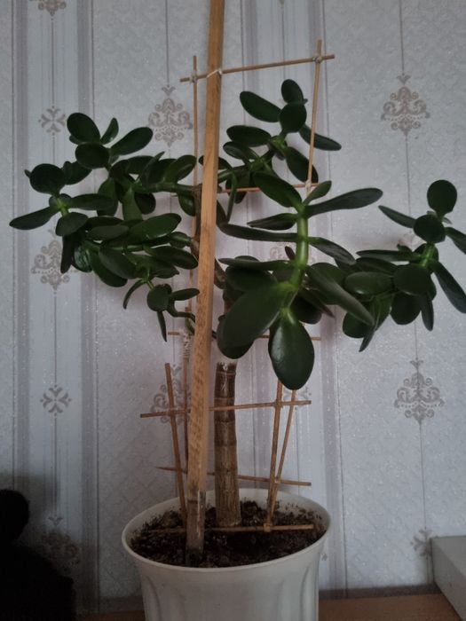 Денежное дерево в горшочке