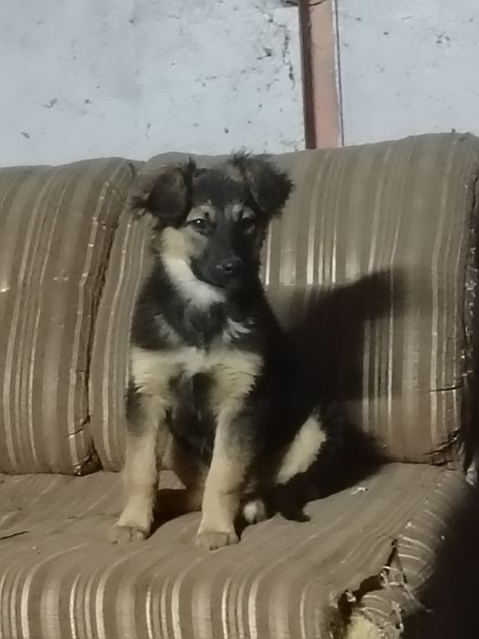 Отдам щенков в хорошие руки