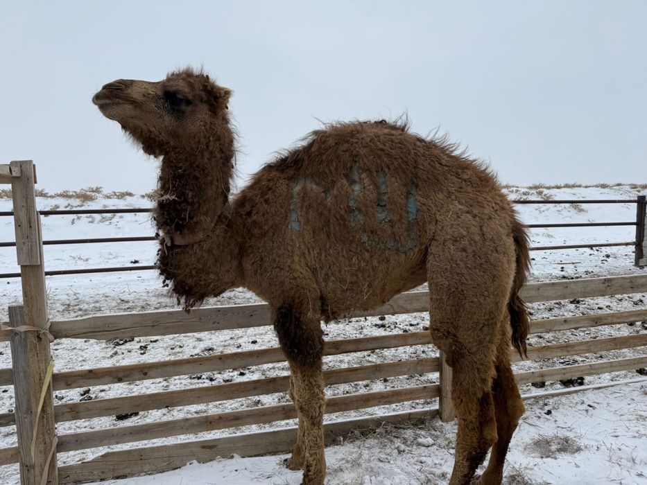 тайлак тайлақ ұрғашы ургашы