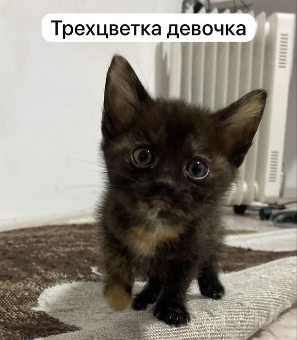 Отдам котят в добрые руки