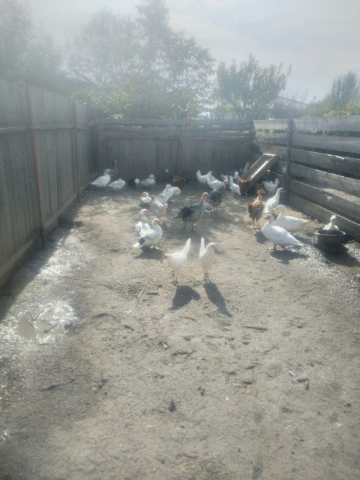 Puicuțe porumbac,negre,