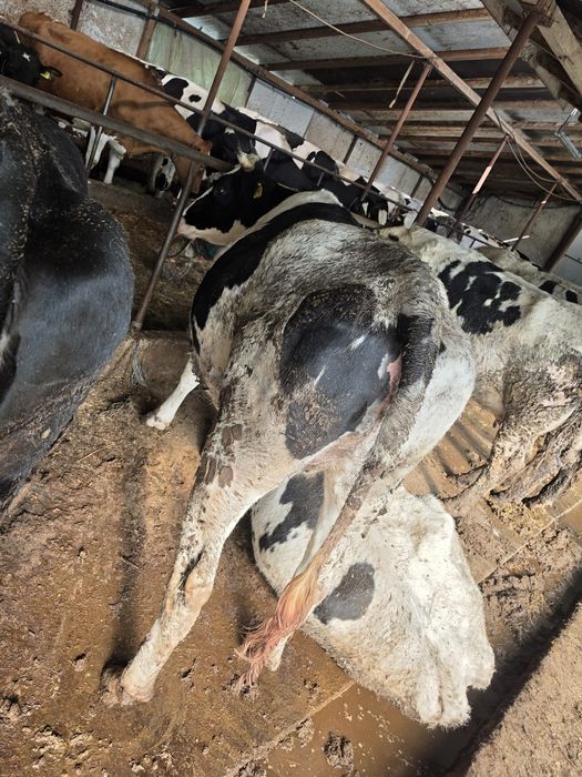 Vând o vaca și doua junci