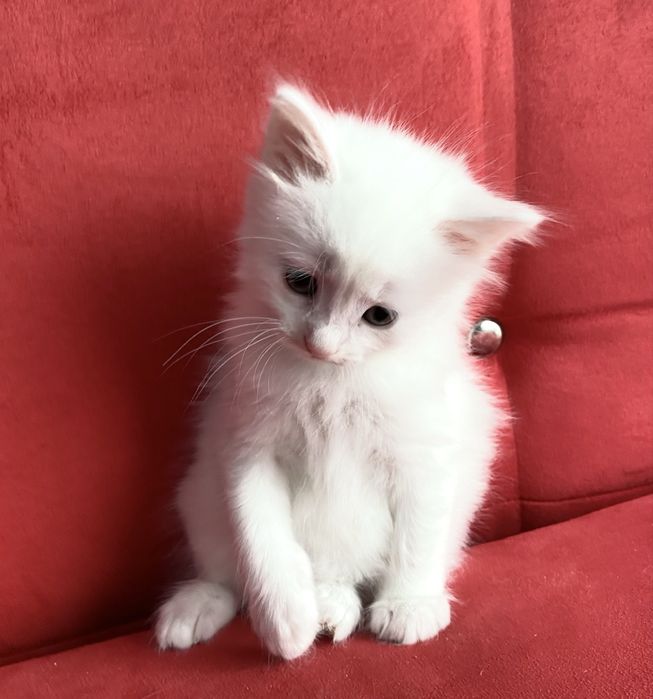 Pisică alba Angora turcească motan motanel alb pisicuță frumoasă