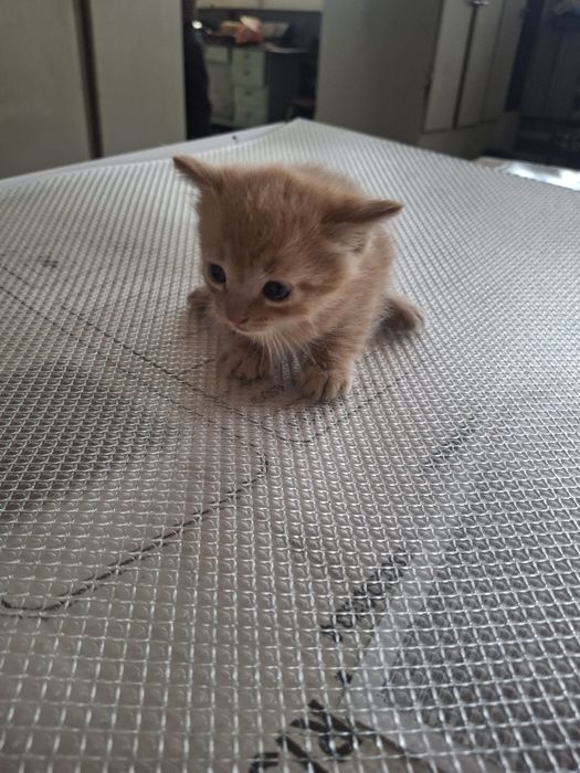 Котенок мальчик месяц