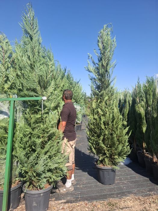 Vând tuia leylandii chiparos la ghiveci 2,50 3m