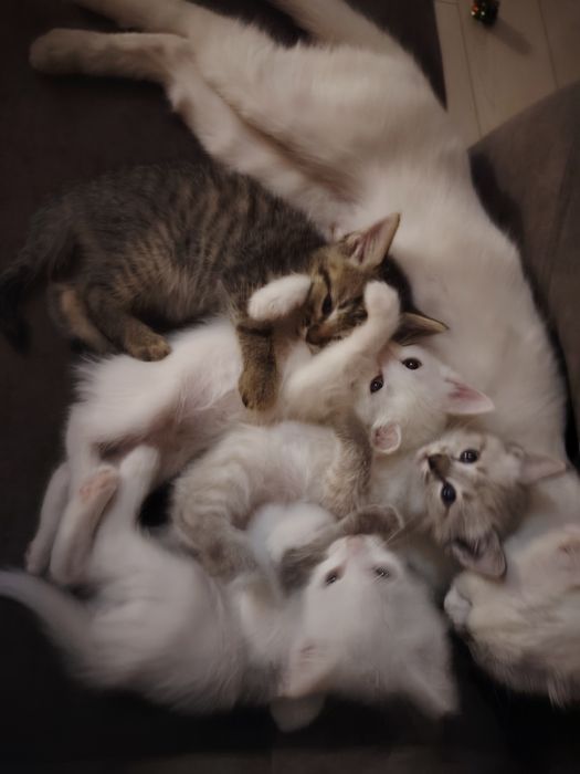 Отдам котят в хорошие руки