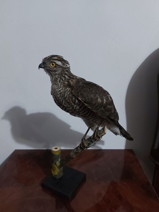 Uliu pasarar impaiat UP1