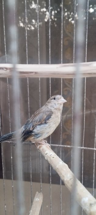 Канарейка гибрид нар