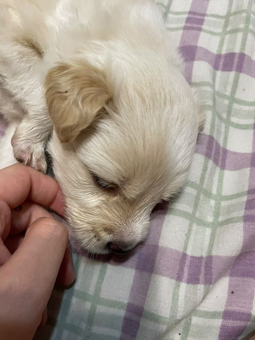 Щенки мальчики бесплатно