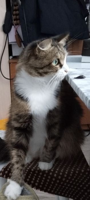 Потерялась кошка