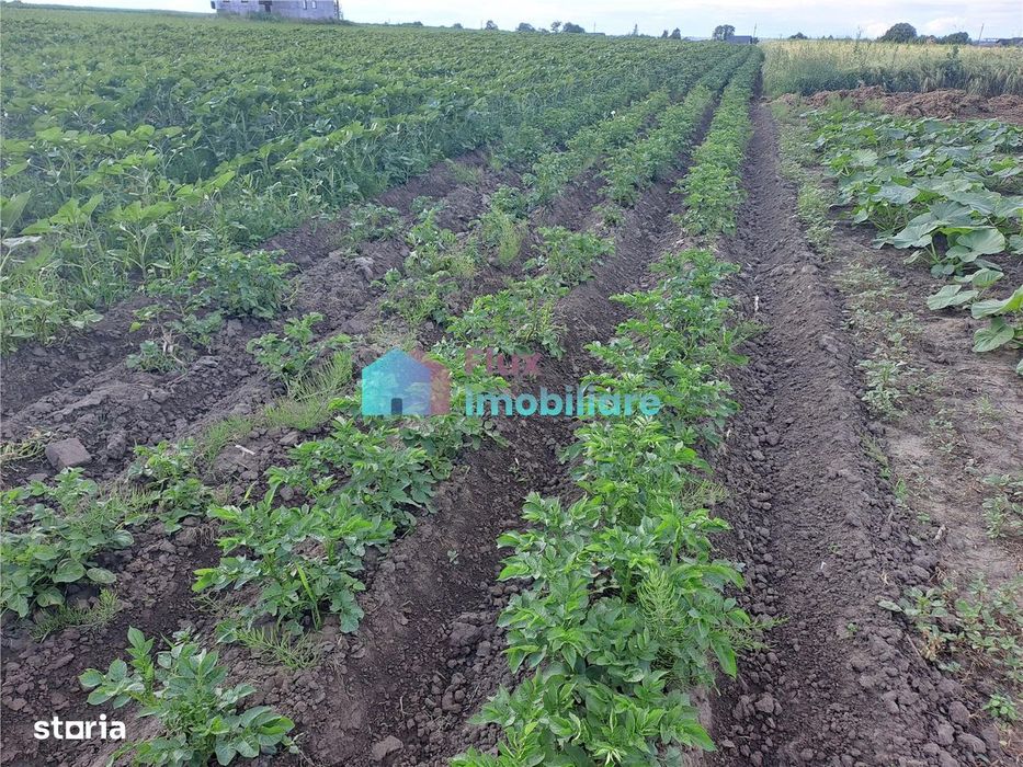 Teren intravilan in Reuseni, comuna Udesti