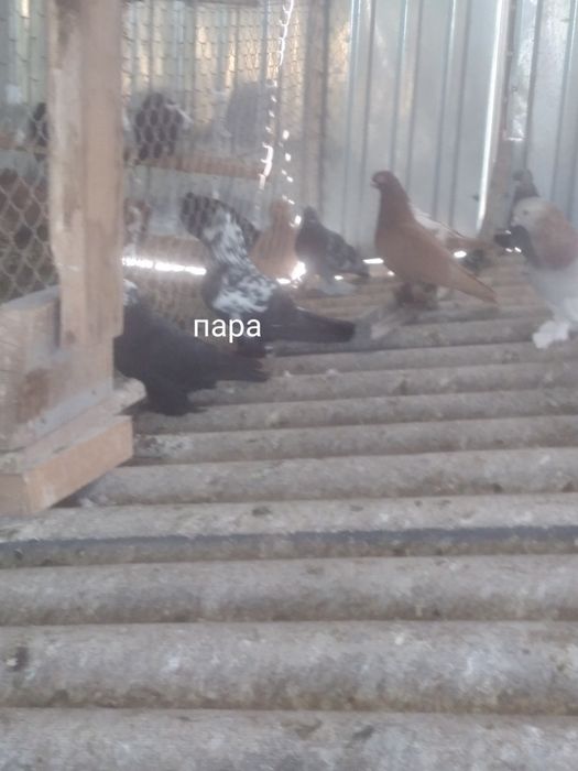Голуби прошлогодние