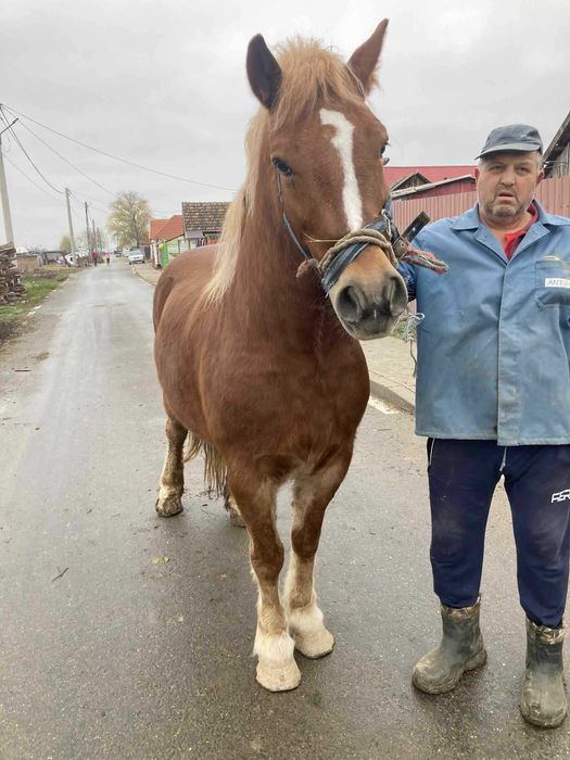 Iapã de vânzare !!!