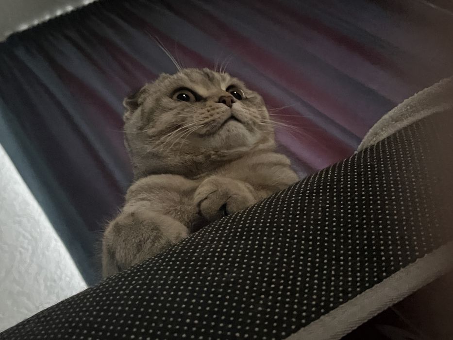 Шотландский вислоухий котик