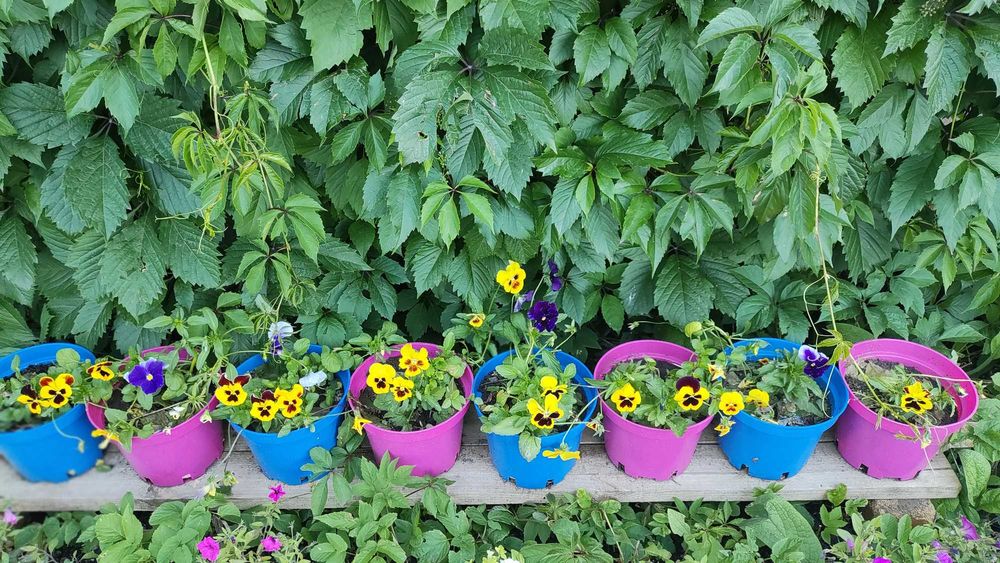 Продам дачу Каучук