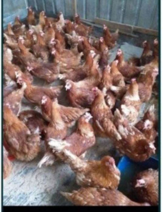 Продам курей ломан Браун