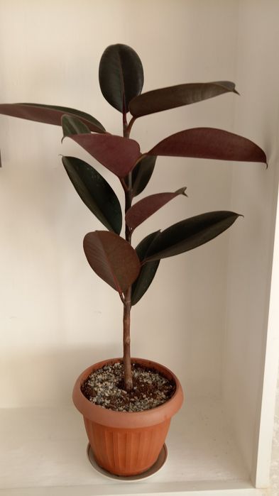 Продаю.    фикусы