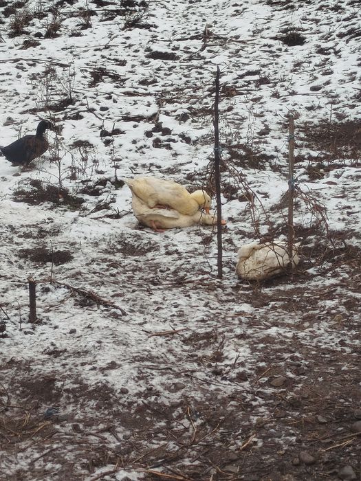 Vand 4 rate tinere 3rate si un ratoi