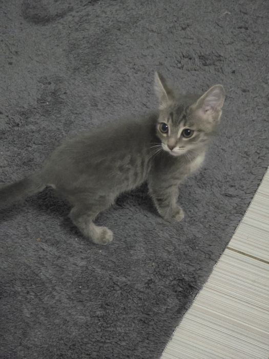Ищу дом котёнку мальчику