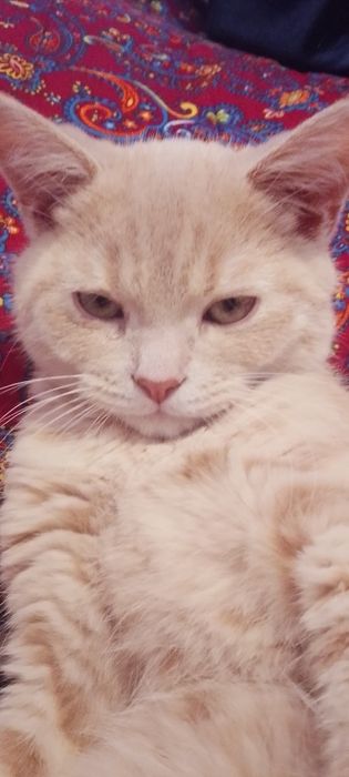 Золотая шиншилла