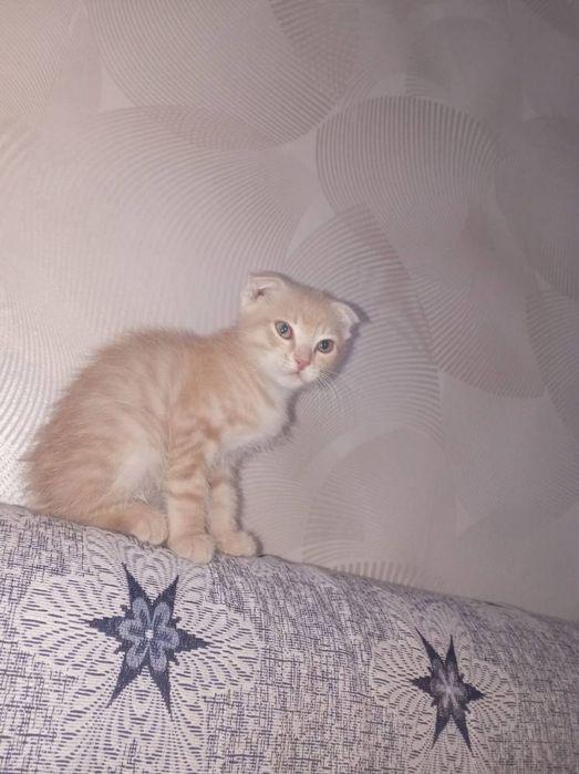СРОЧНО отдаю котенка