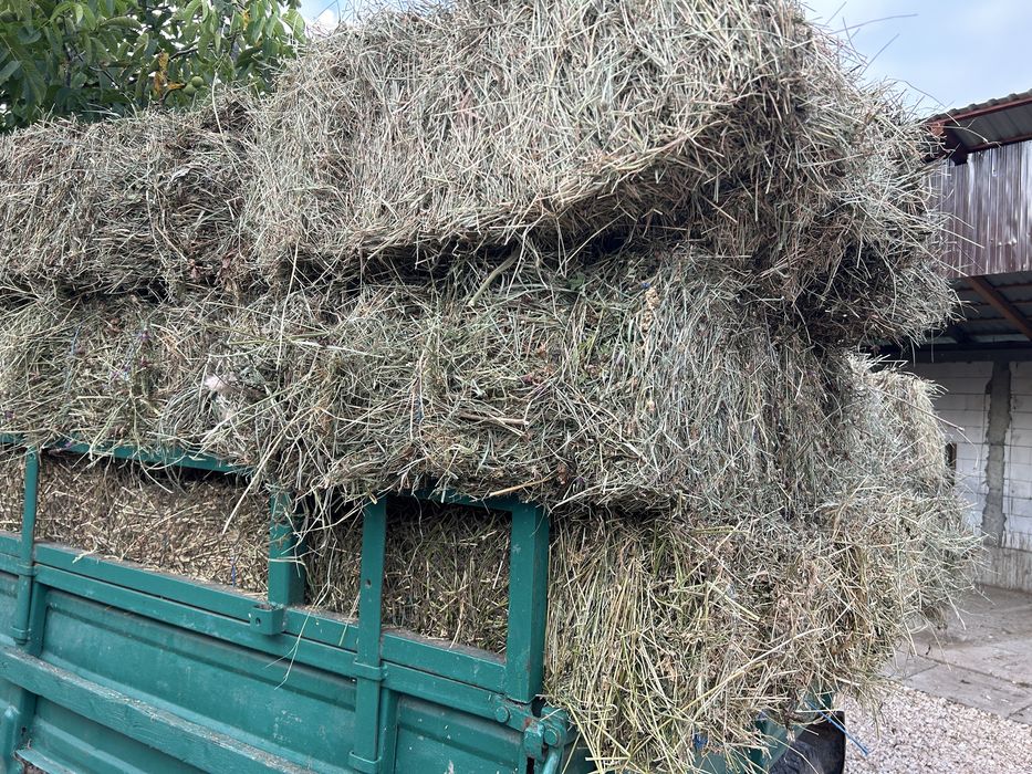 Vând baloți de lucernă și de fân