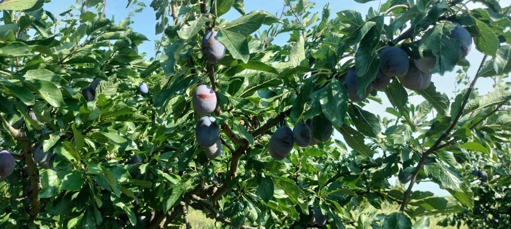 Prune de vanzare