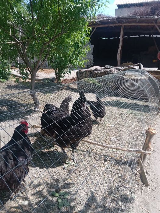 Ayamsiman tovugining tuxumlari bor zotiga garantiya